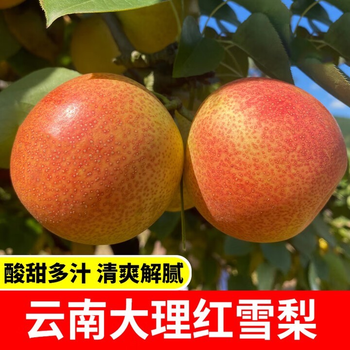 2025云南红雪梨冬梨新鲜现摘酥脆多汁口感美味孕妇小孩水果应季