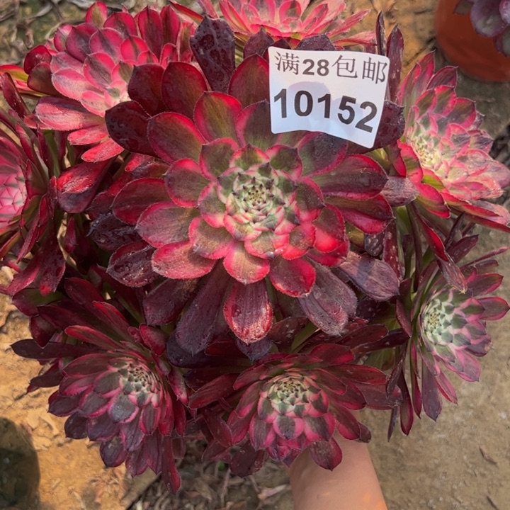 10152同白多肉植物