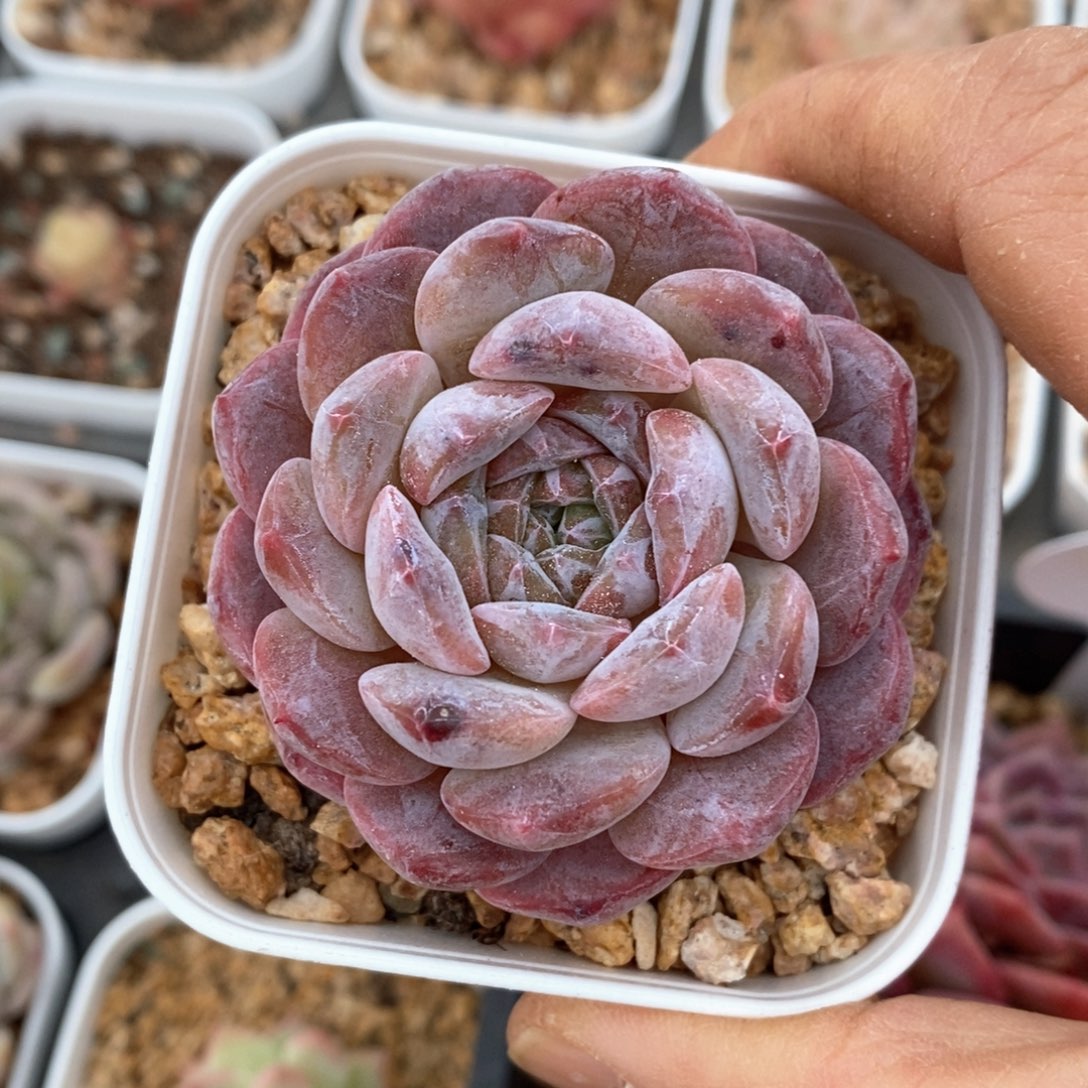 精品多肉一物一拍不包整87