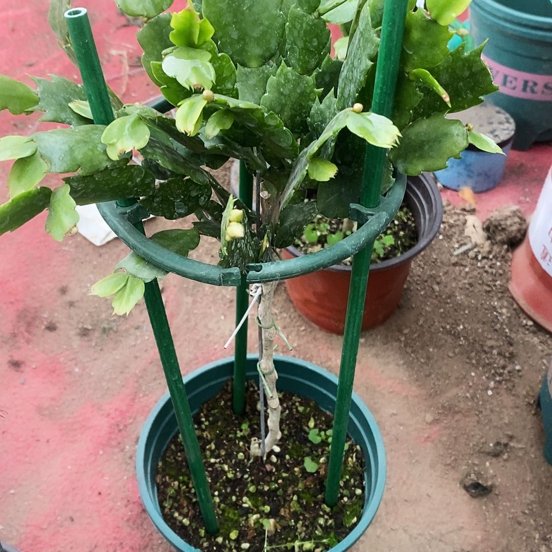 梅***姐完全开放福利款单层