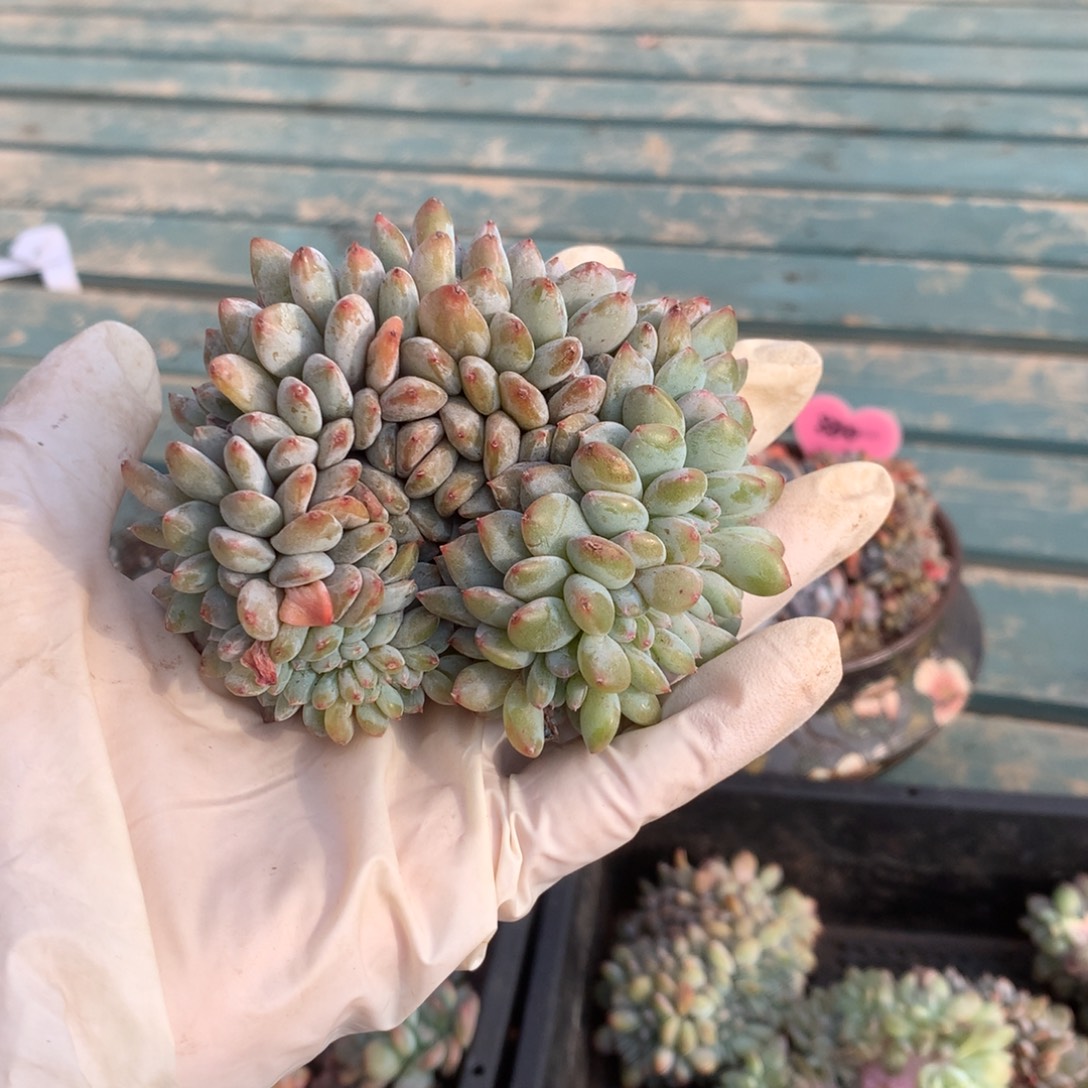 无花朵哈哈哈哈哈哈哈哈6