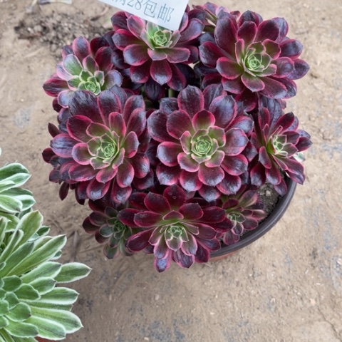 玫瑰多肉多肉5631