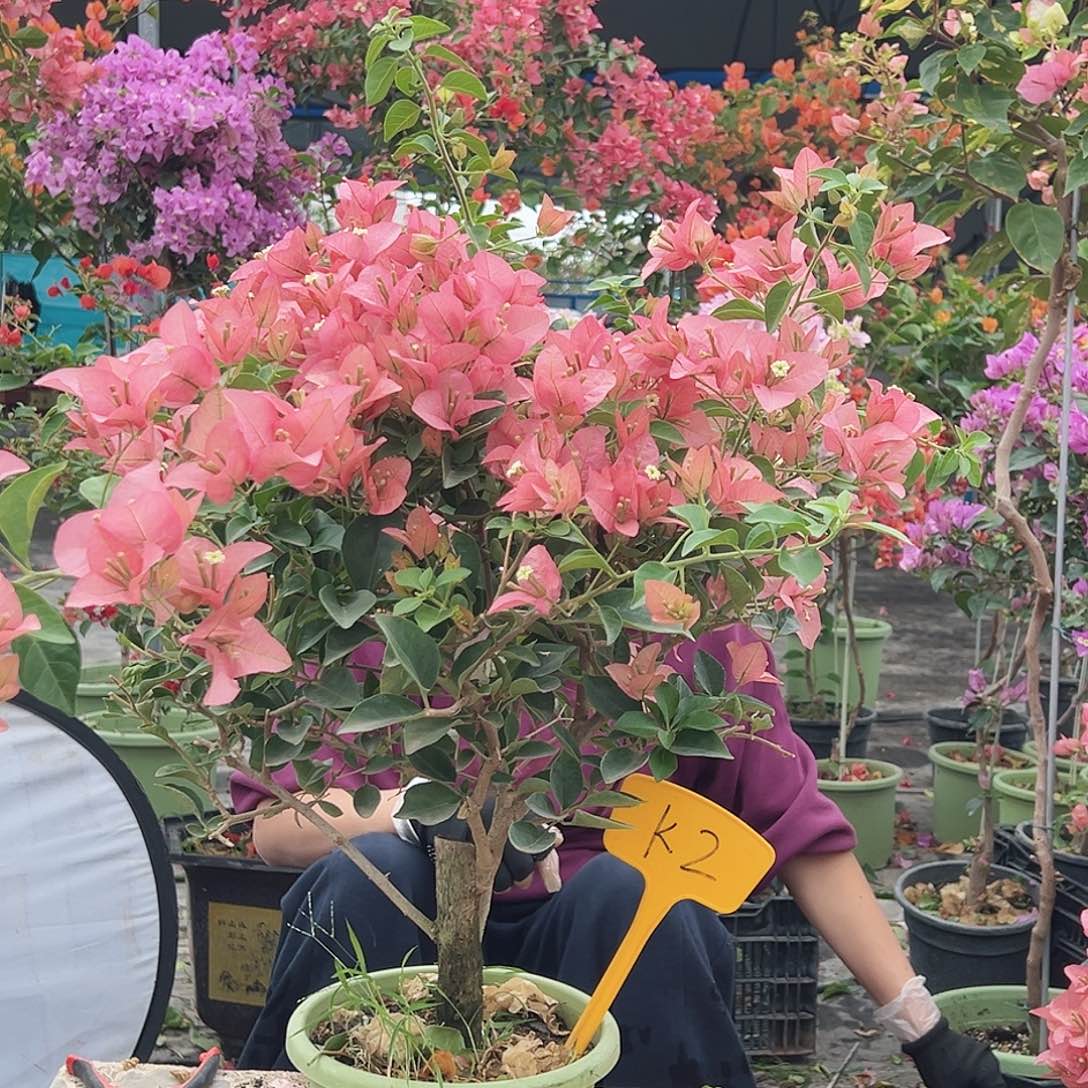 L***虹大部分花苞少量开放K2卡亚塔