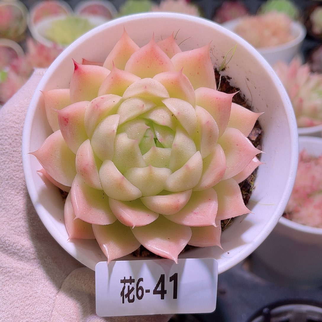 花利美6-41麦秆单头