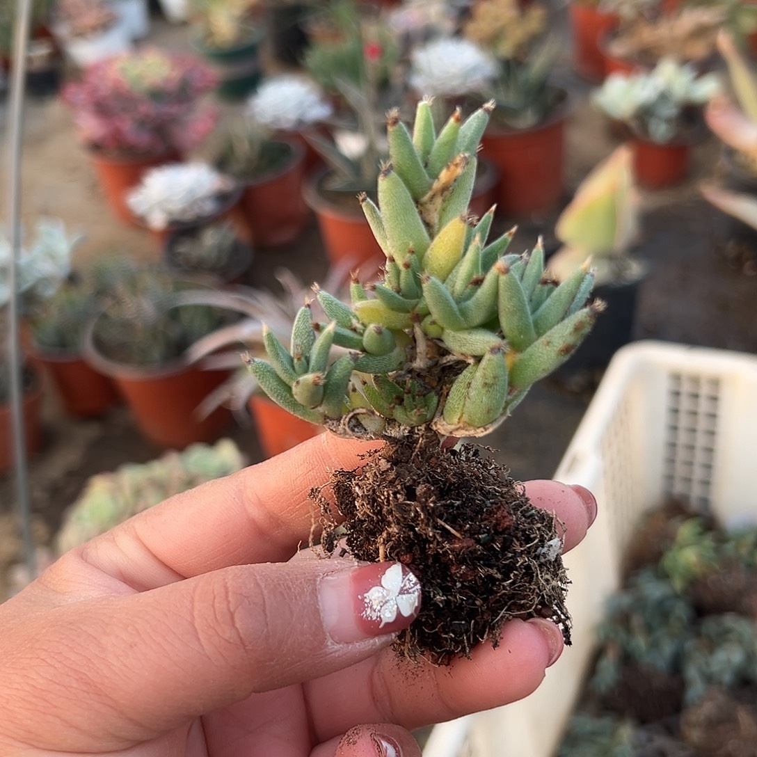 多肉植物松鼠枝干