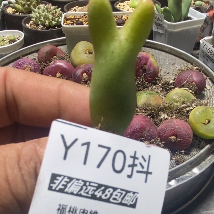 多肉一物一拍170号