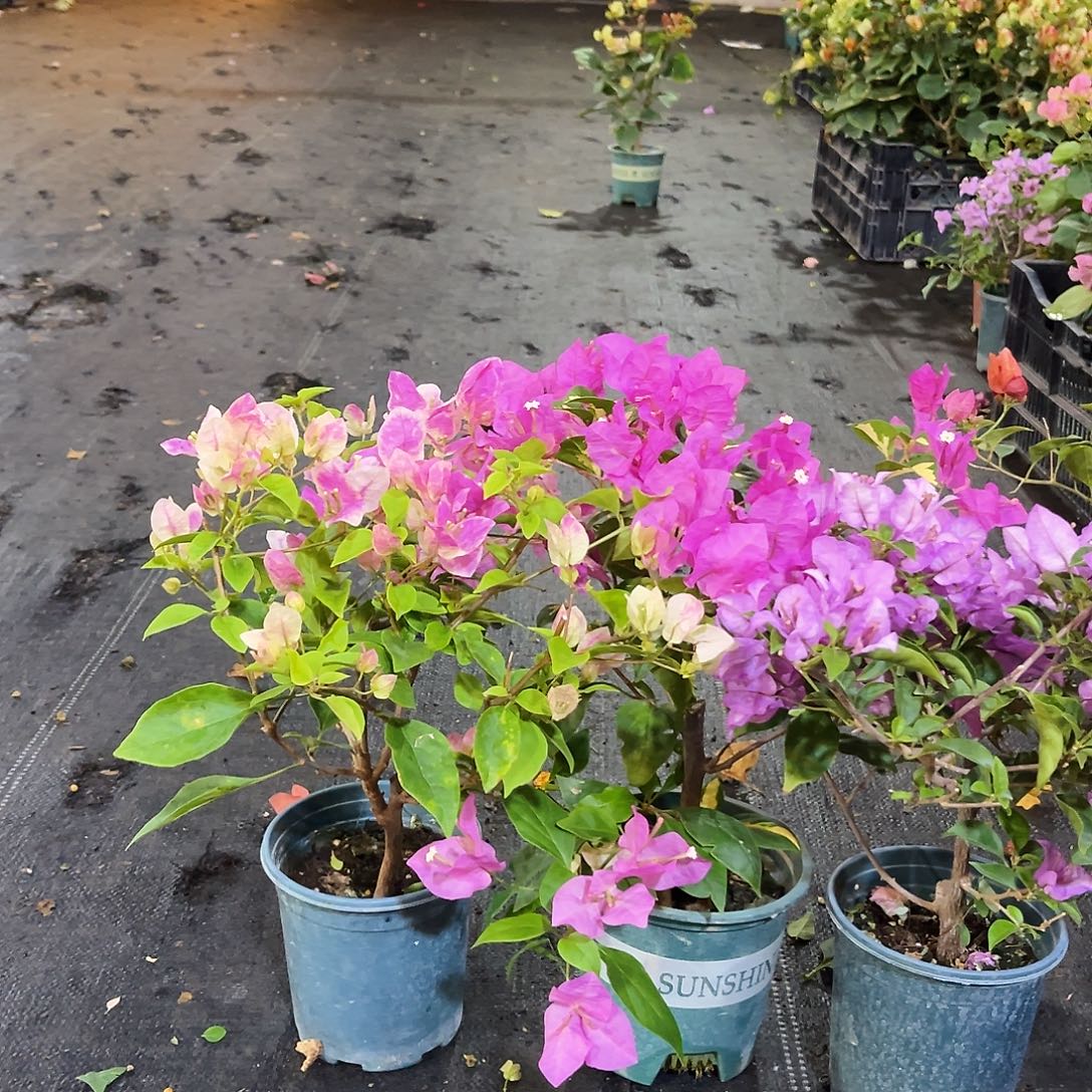 完全开放章红英，金心双色，雪紫