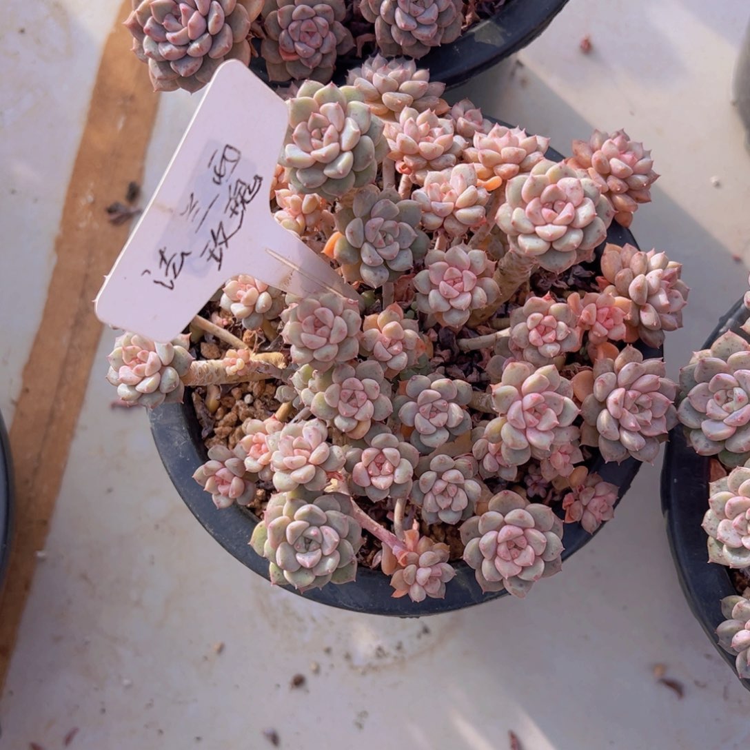 香玉的故事是一个人的