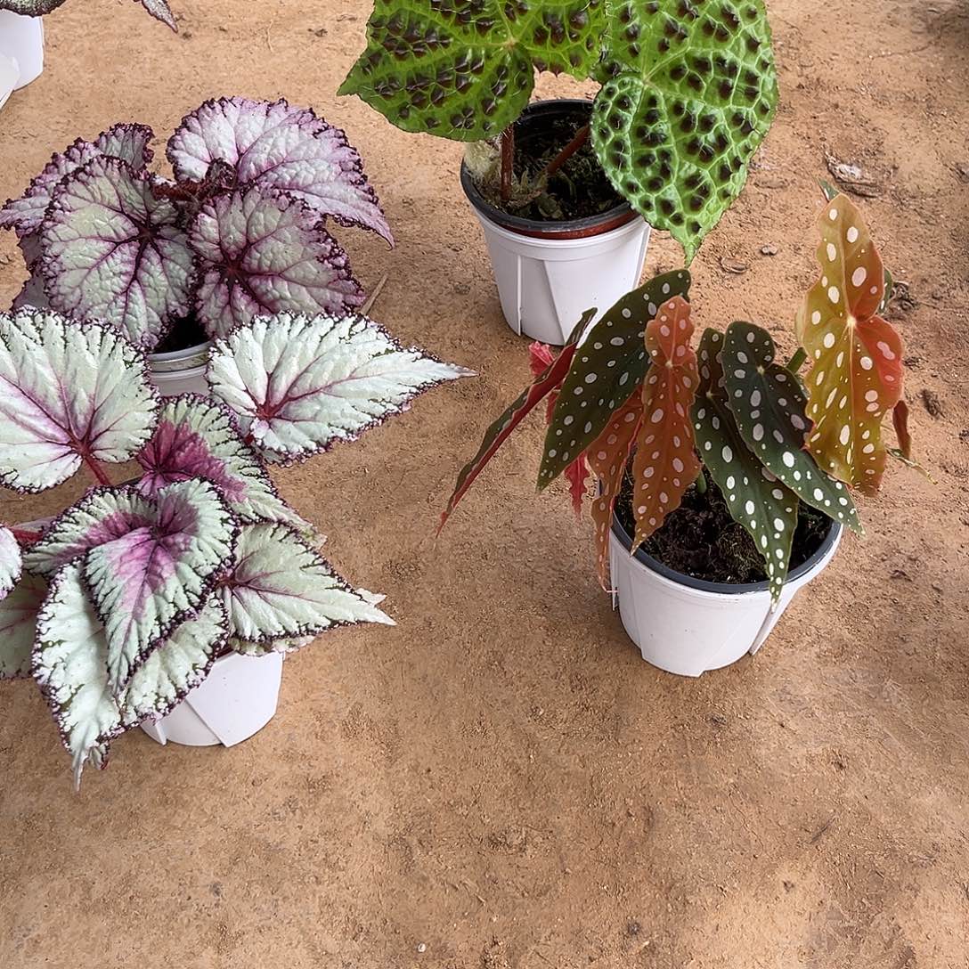 无花朵秋海棠四颗