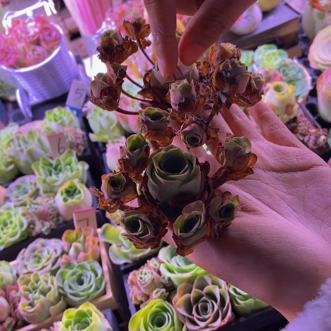 山地玫瑰多肉植物花卉97飘支