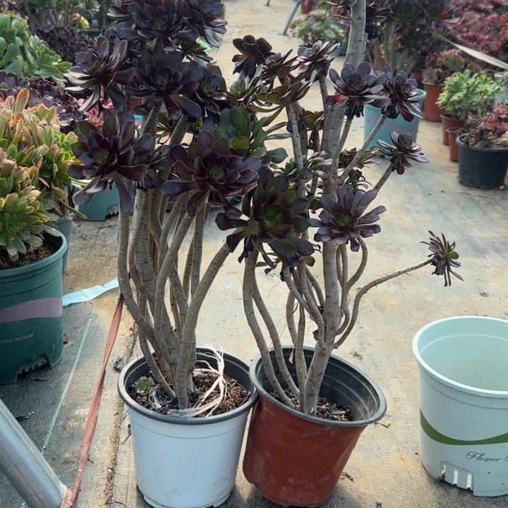 35二颗黑法师多肉多肉多肉