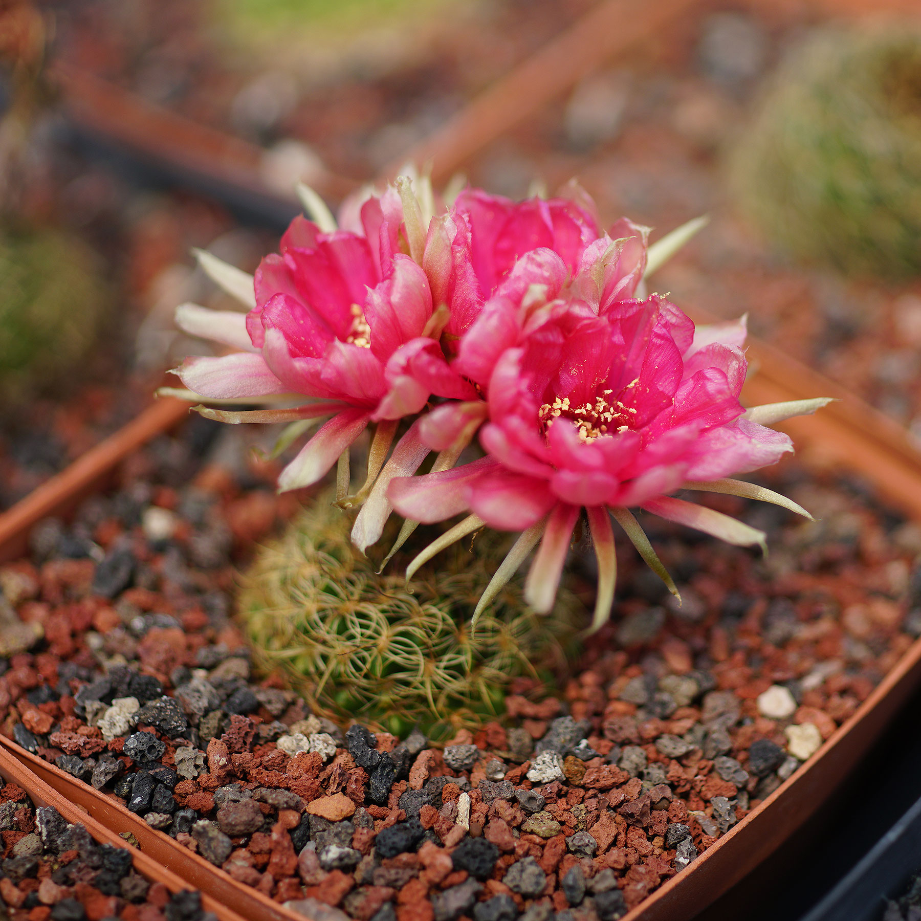 Lobivia tiegeliana var dimorphypetala R937 丽花 仙人球