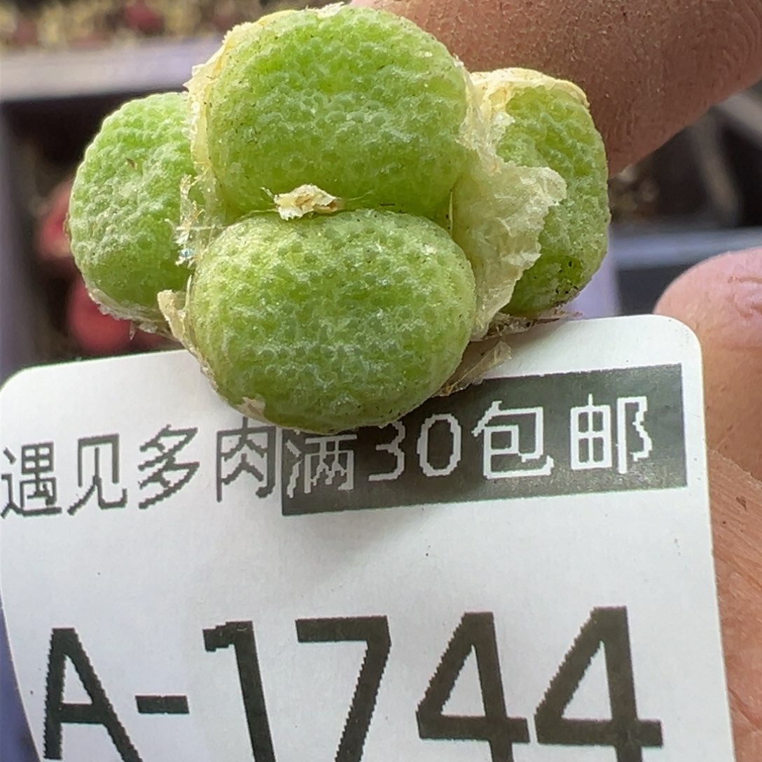 多肉植物11111111111111