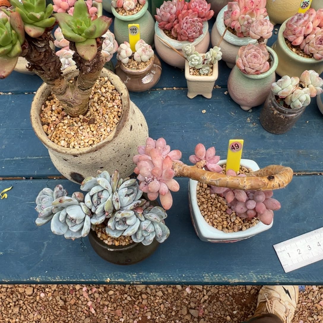 羚***主49号带盆土发货0000