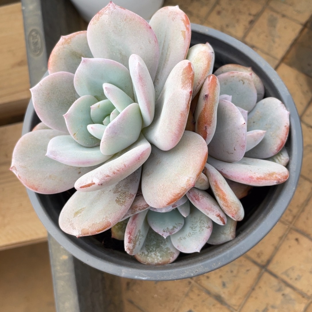 奶茶冠幅11 公分一物一拍