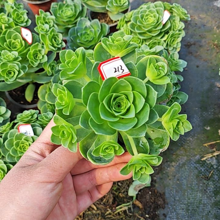 山地玫瑰多肉 213