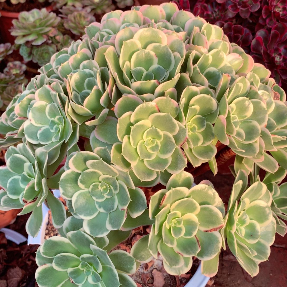 老桩白凤，两颗包邮