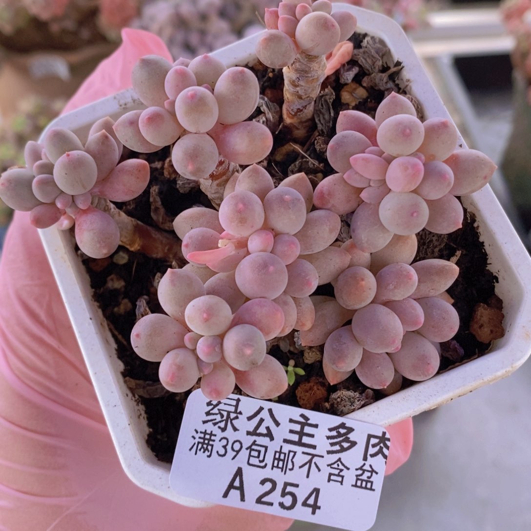 婴儿手指老桩7cm254多肉植物