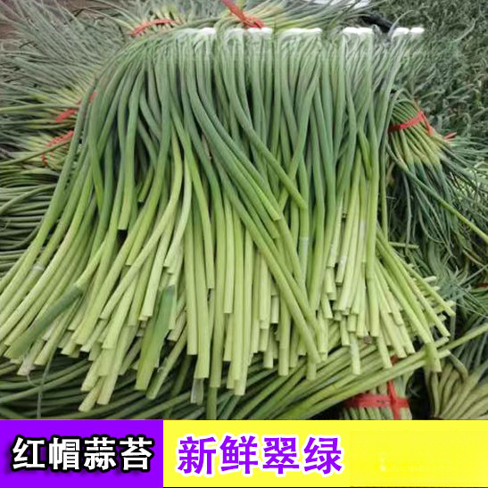 [新鲜上市]红帽年现摘红帽蒜苔嫩蒜薹新鲜蔬菜长蒜苔美味蒜毫