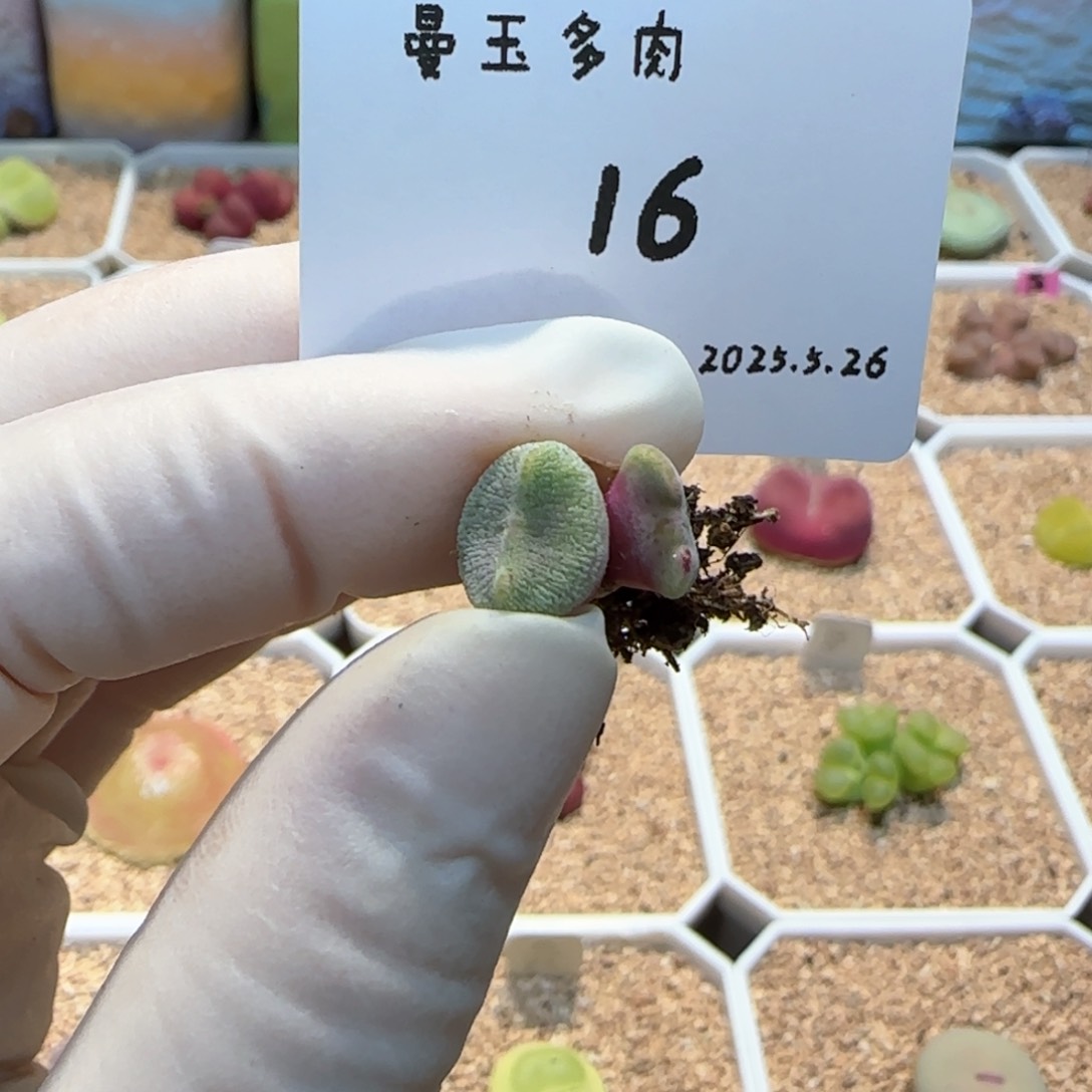 多肉多肉多肉5.26-016