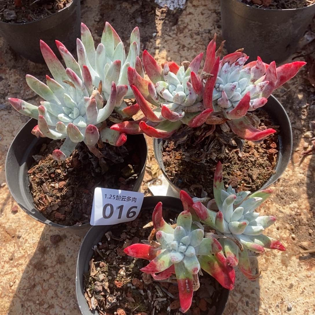 010多肉植物啦啦啦