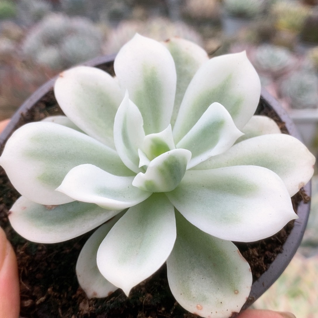 152柠檬玫瑰锦锦锦锦锦