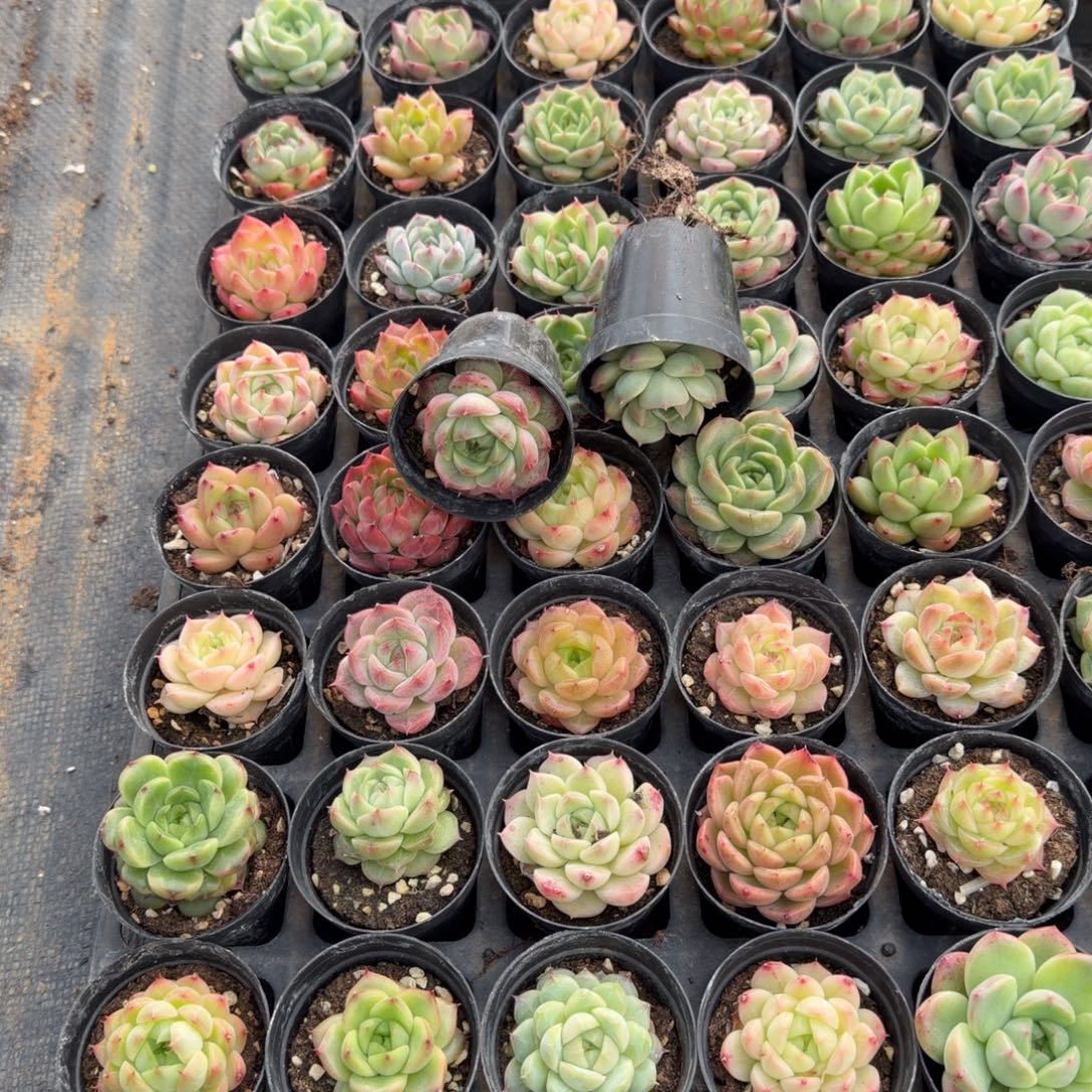 24-15麦秆五颗量拍发货表箱对着