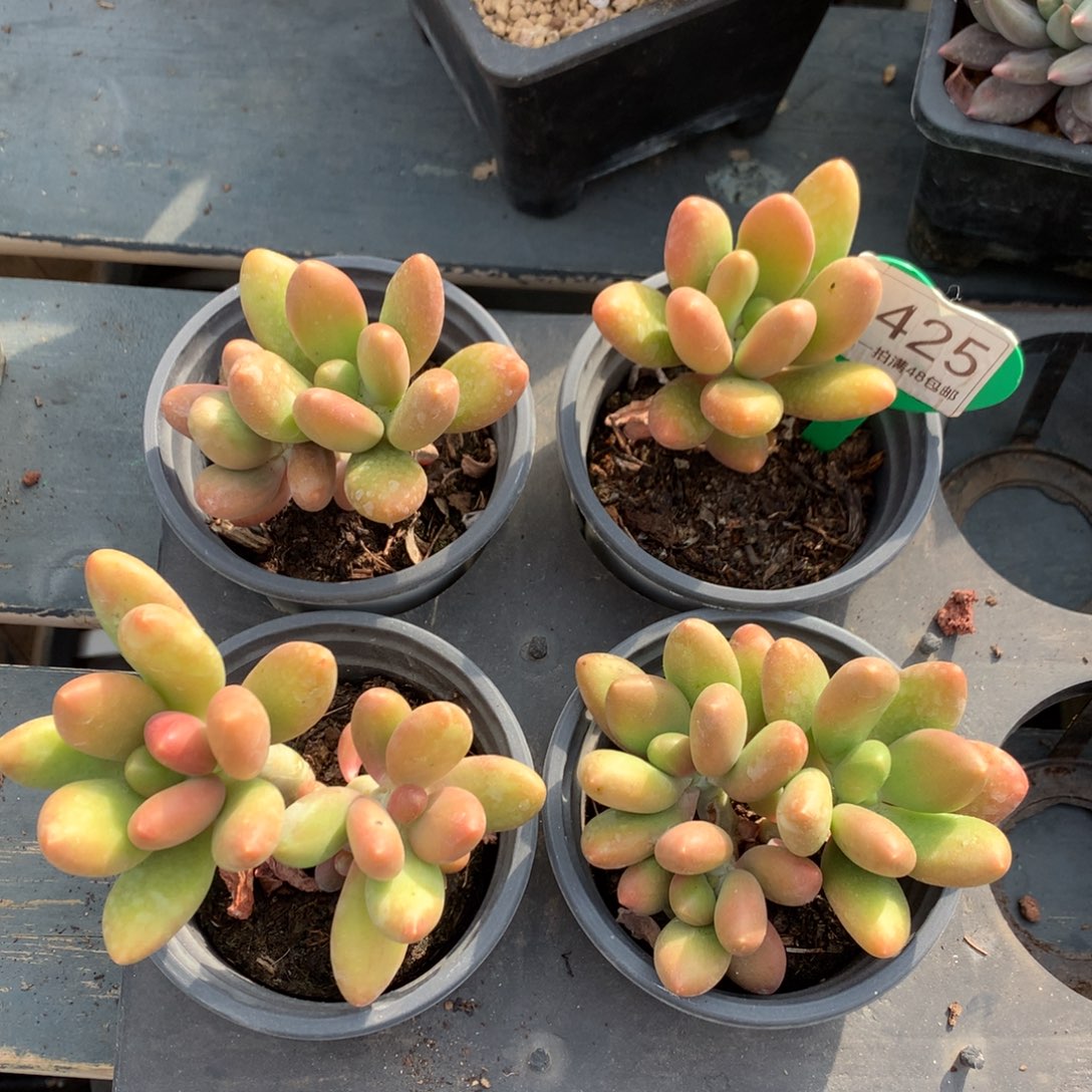 芒果奶4颗开播福利1425