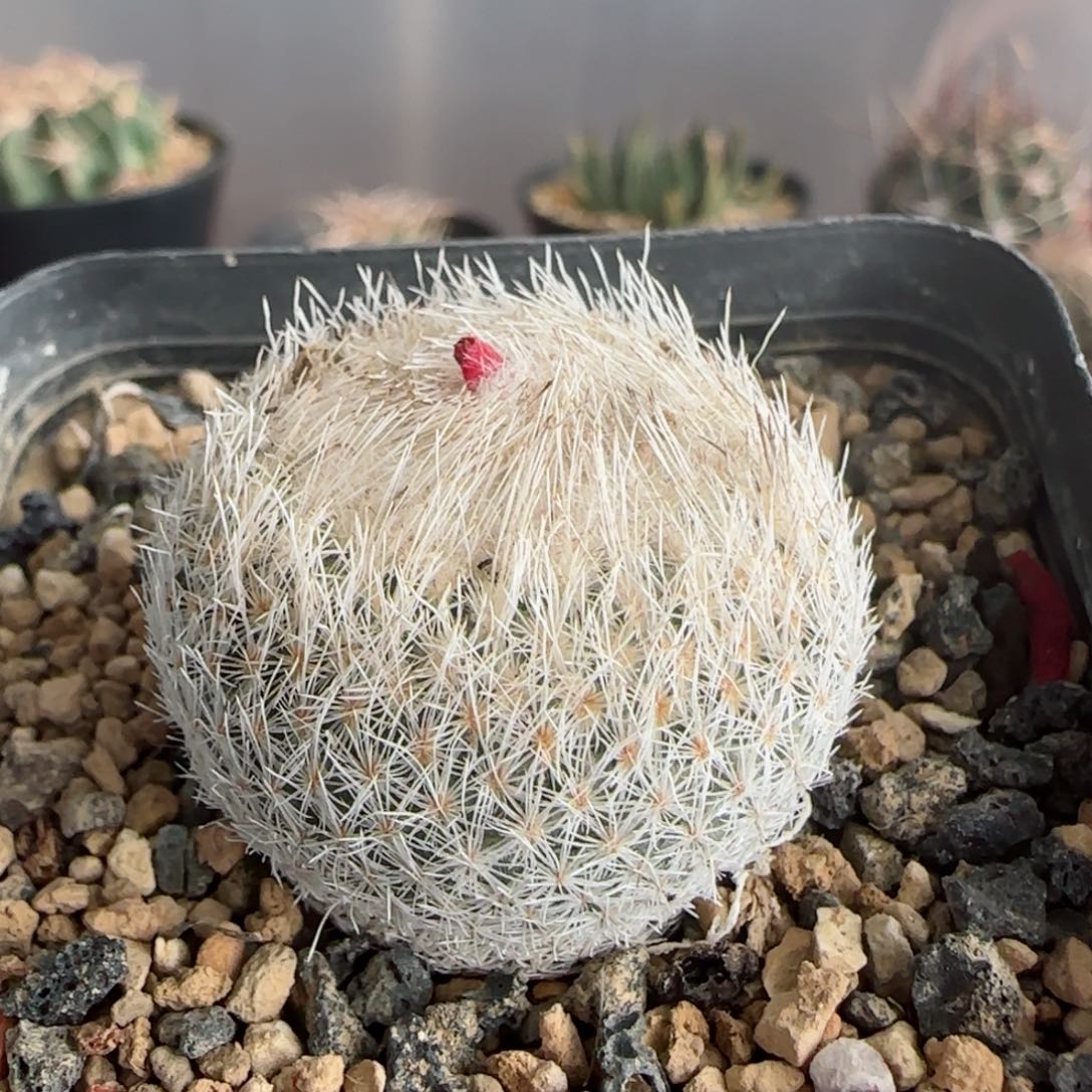 实生天世界多肉3.2厘米