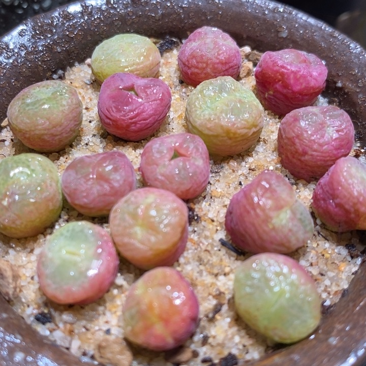 翠星一颗翠星一颗