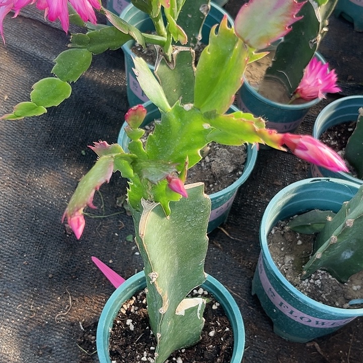 蛋***儿11号038➕索菲亚0000000