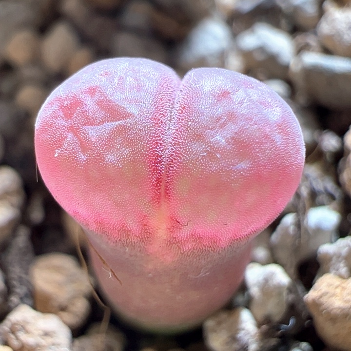 49。 优选花开c10风铃 2年 88折后价