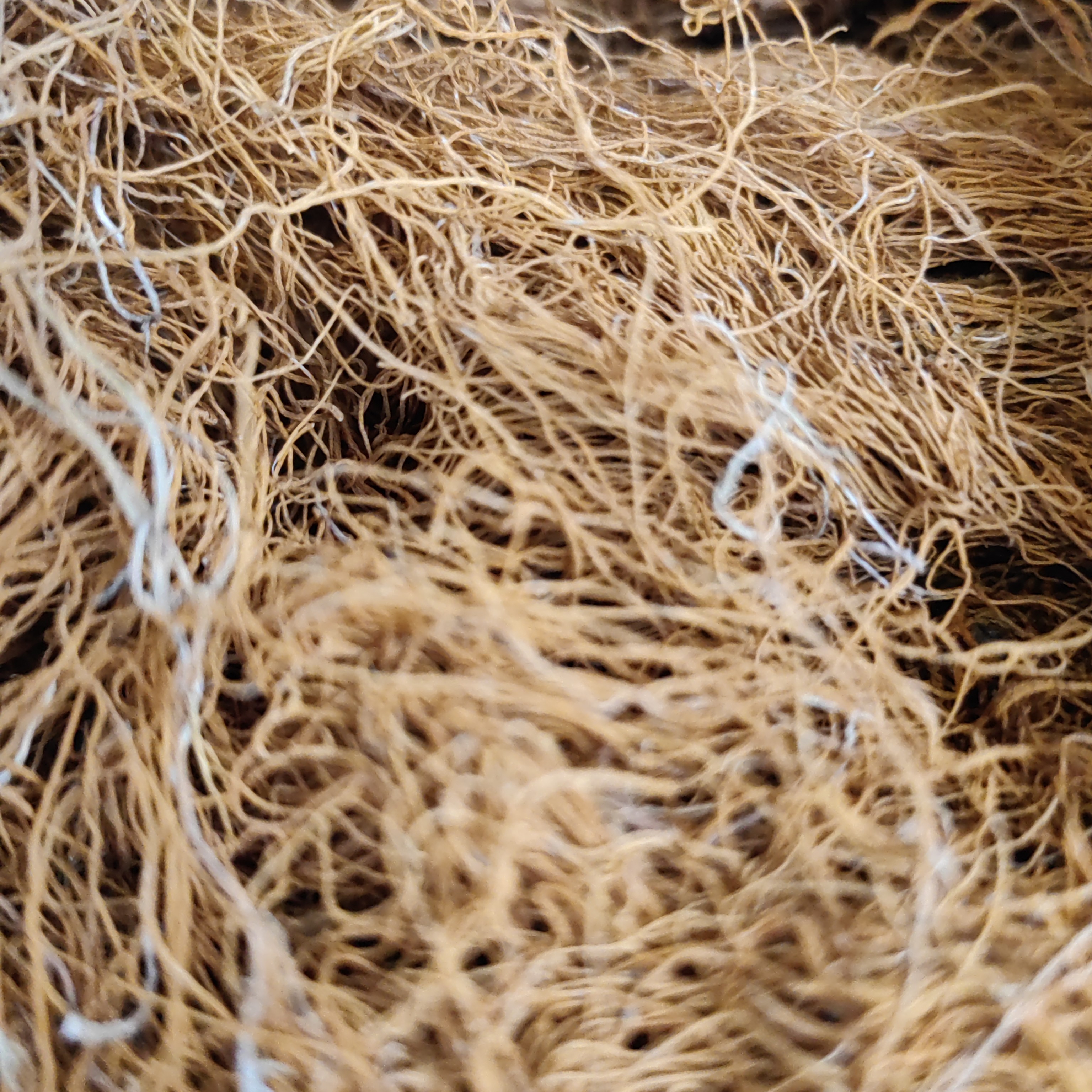 临时 4 正宗云南山货红雪茶金钱草