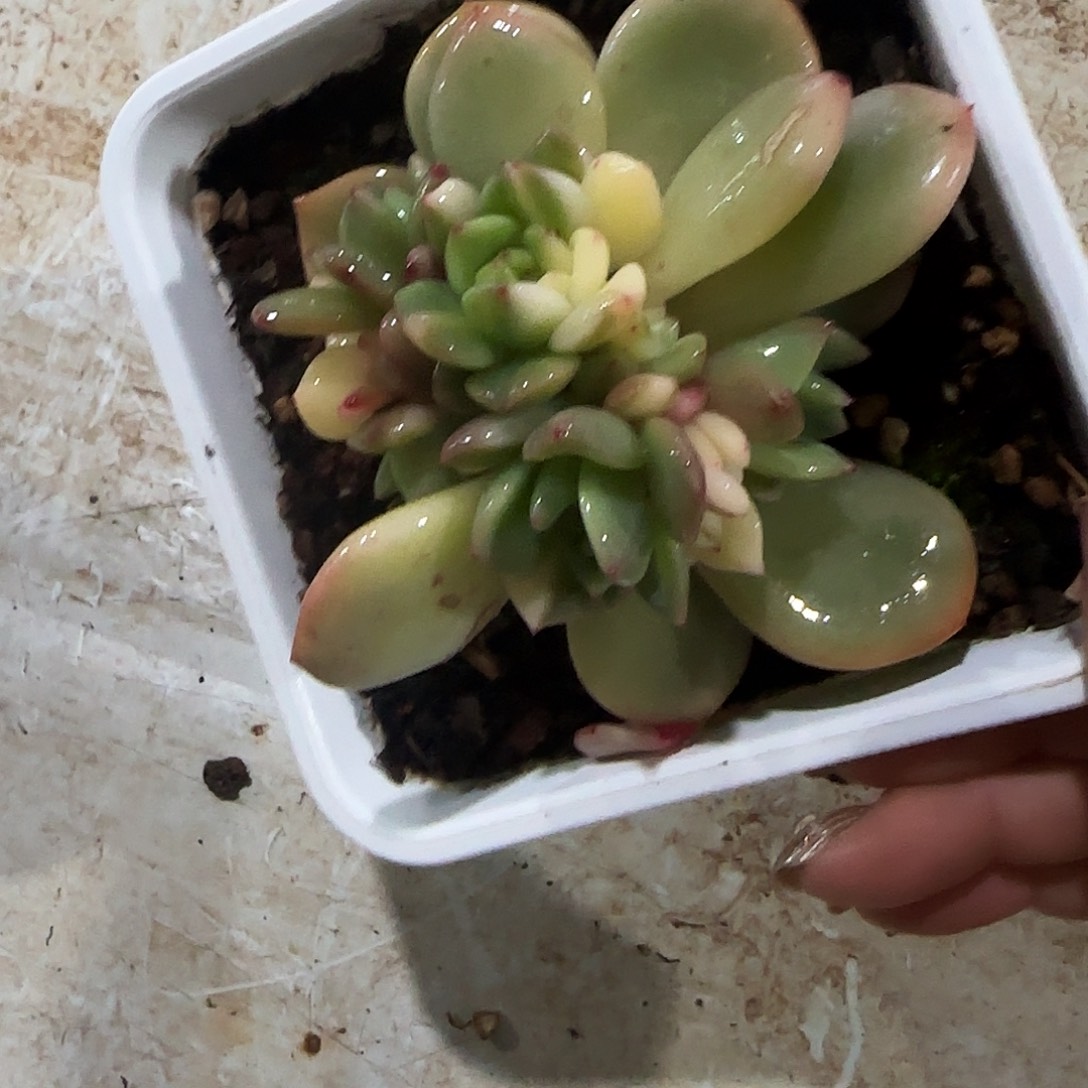 053梦露底座锦多肉