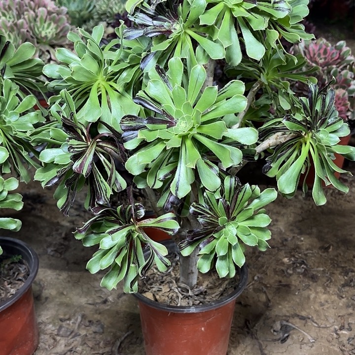 多肉植物原始绿29