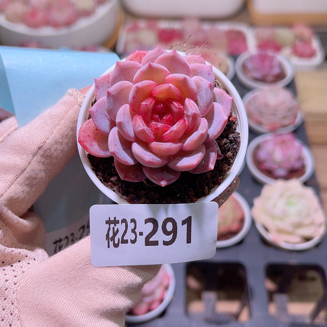 花利美23-291新品