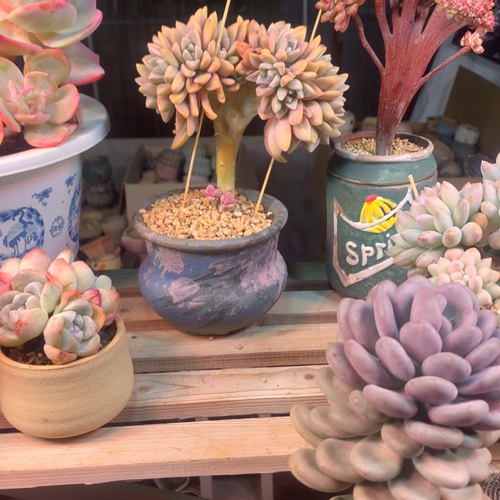 淡雪缀z z z z z z x z z