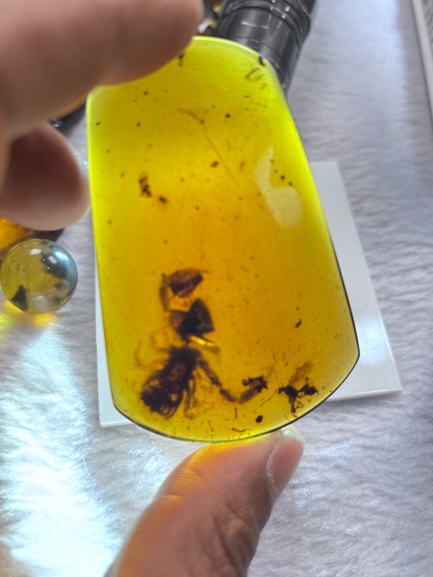 缅甸天然琥珀虫珀螯蝎
