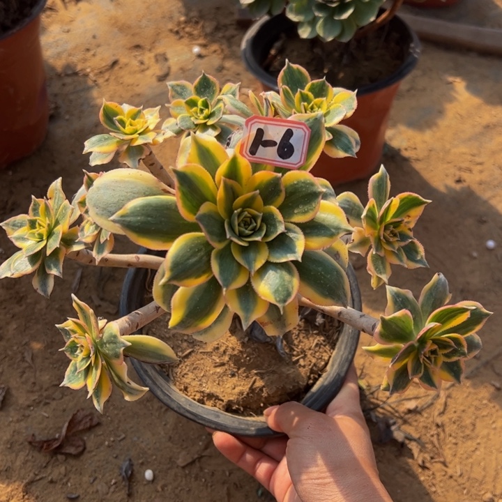 灿烂多肉植物1-6