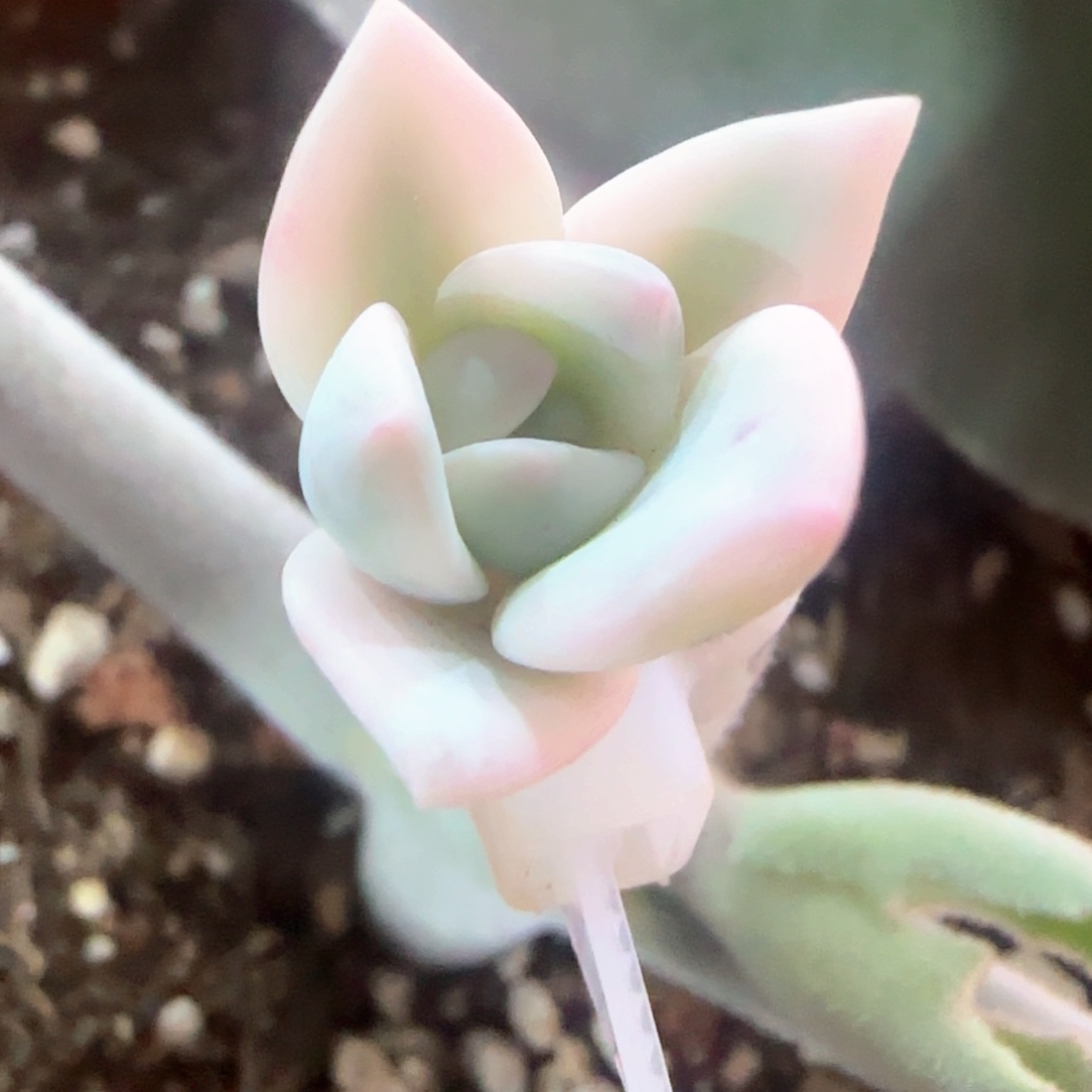 奶茶锦 多肉植物锦 