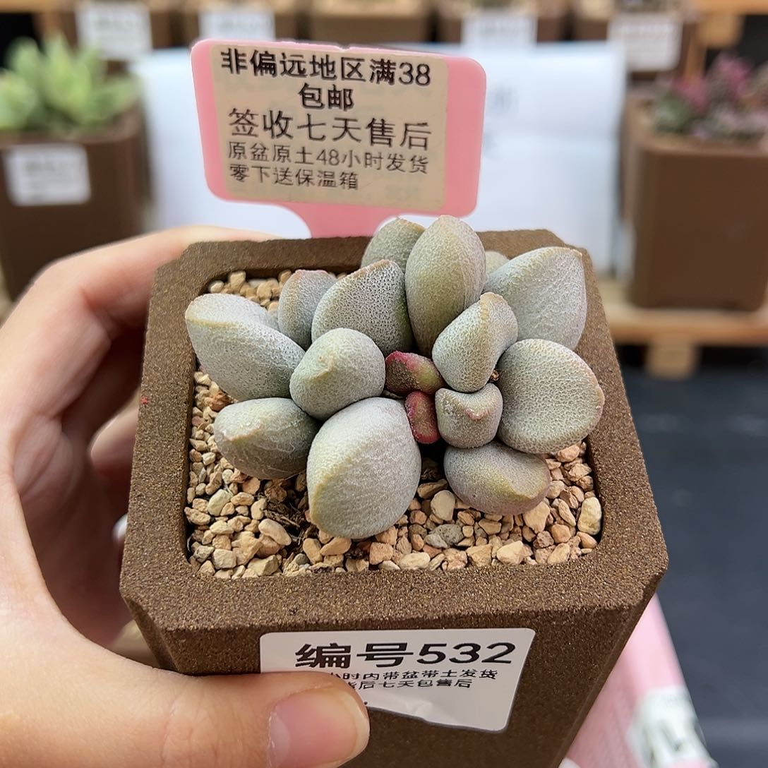 532甜心多肉植物