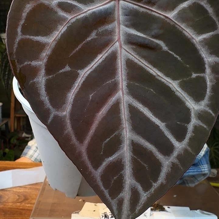 不开花植物J30紫水晶杂zara撕裂纹