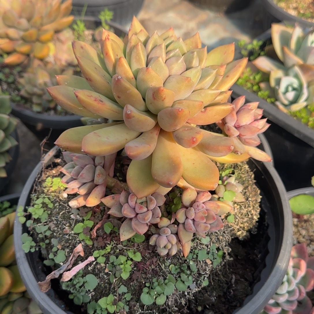 多肉植物多肉植物
