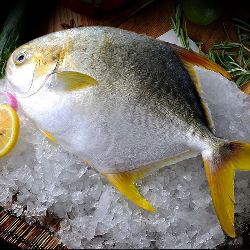 （斌哥）深海金昌鱼速冻北海海鱼顺丰包邮肉嫩海水鱼非活发