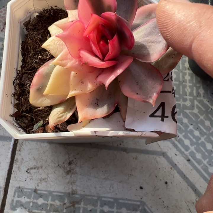 宝莲灯锦多肉植物466