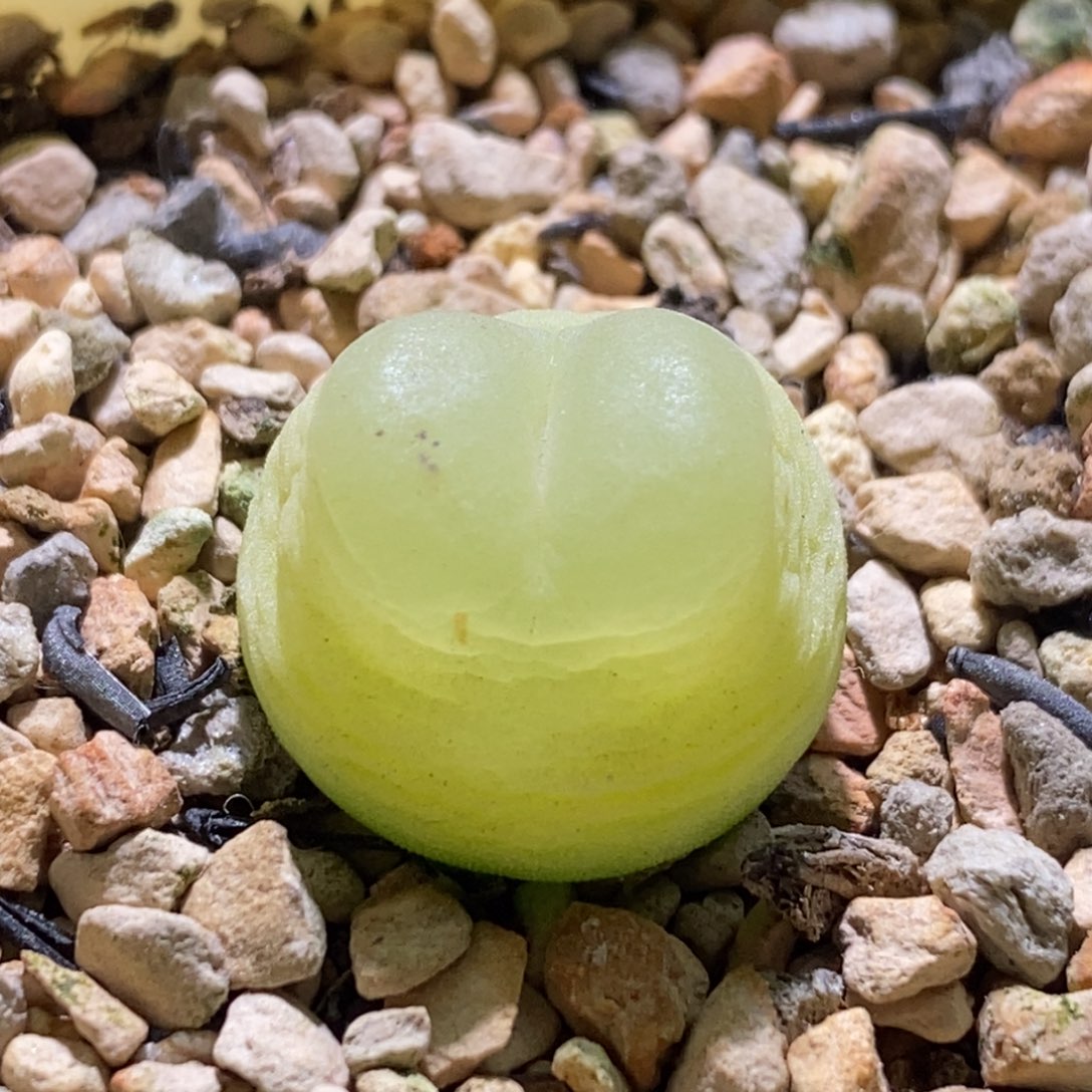 可爱的白皮凳凳子