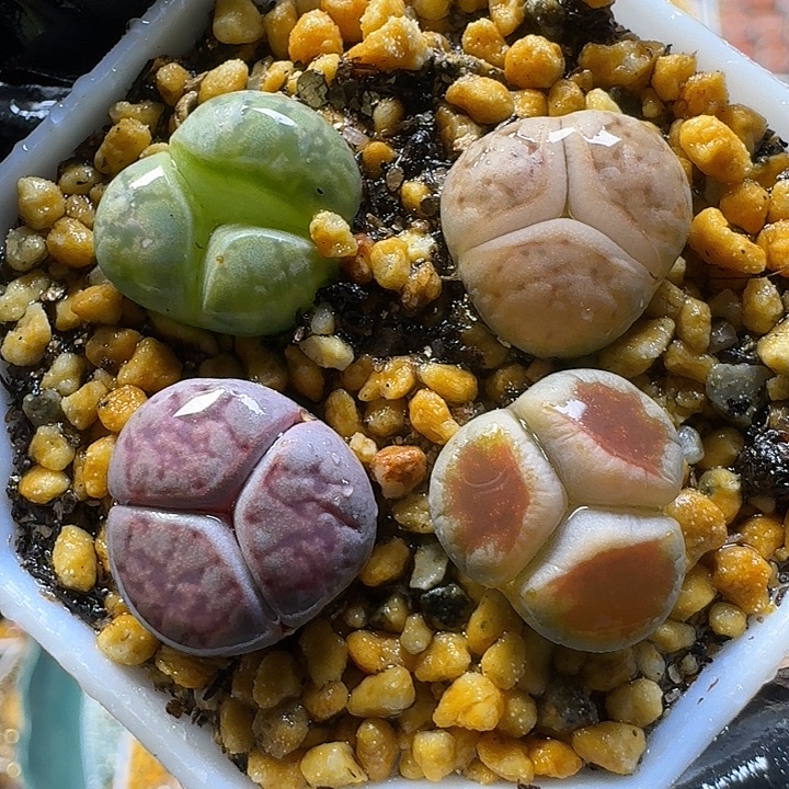 生石花111111     182