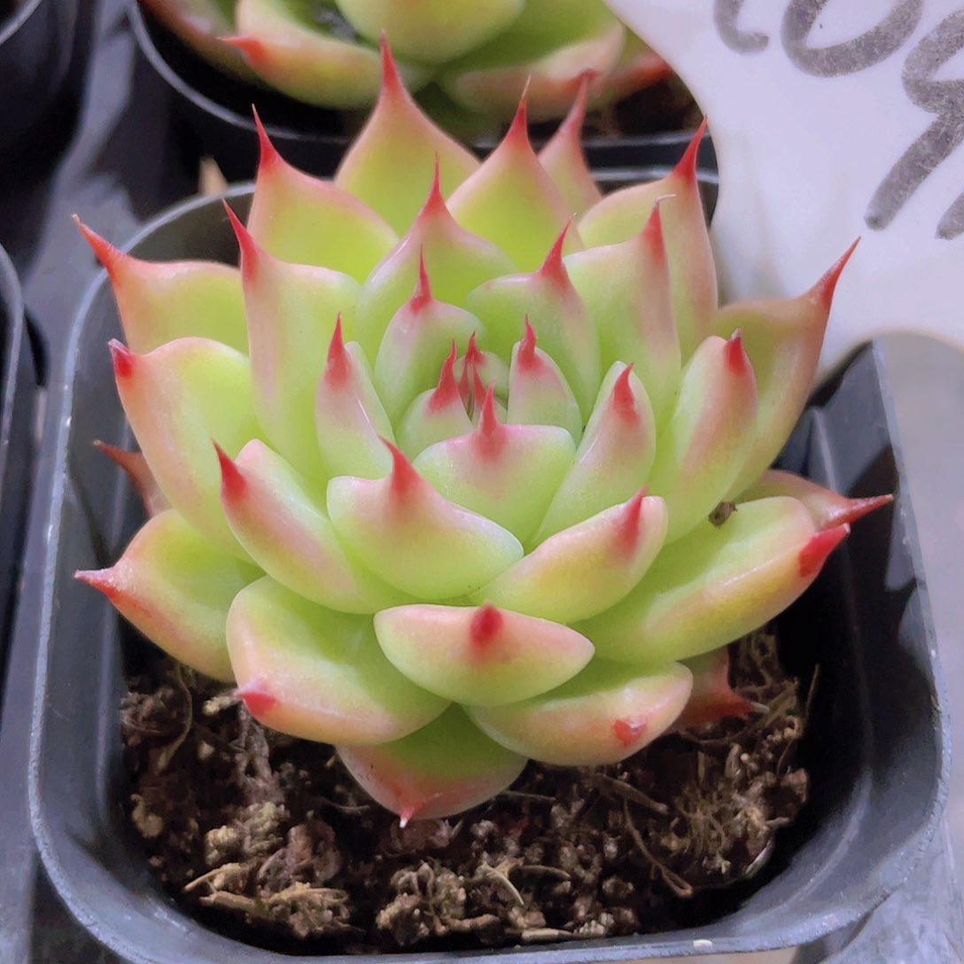 拖斯塔a091一物一拍