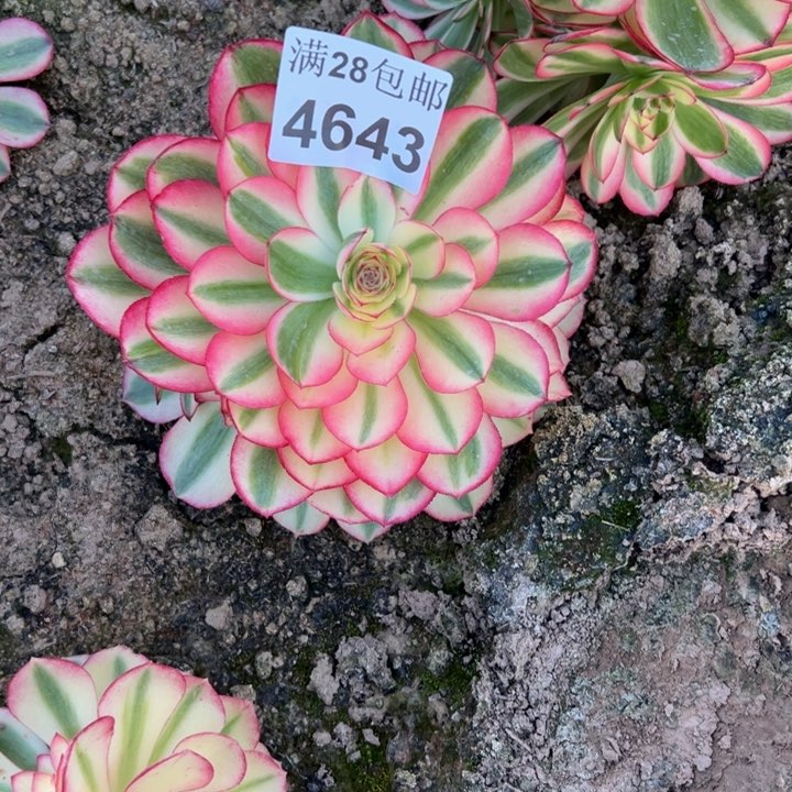 4643南倾城多肉植物