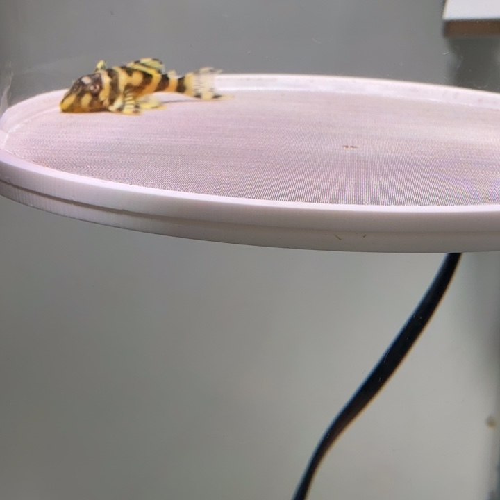 清道夫鱼50号皇室333